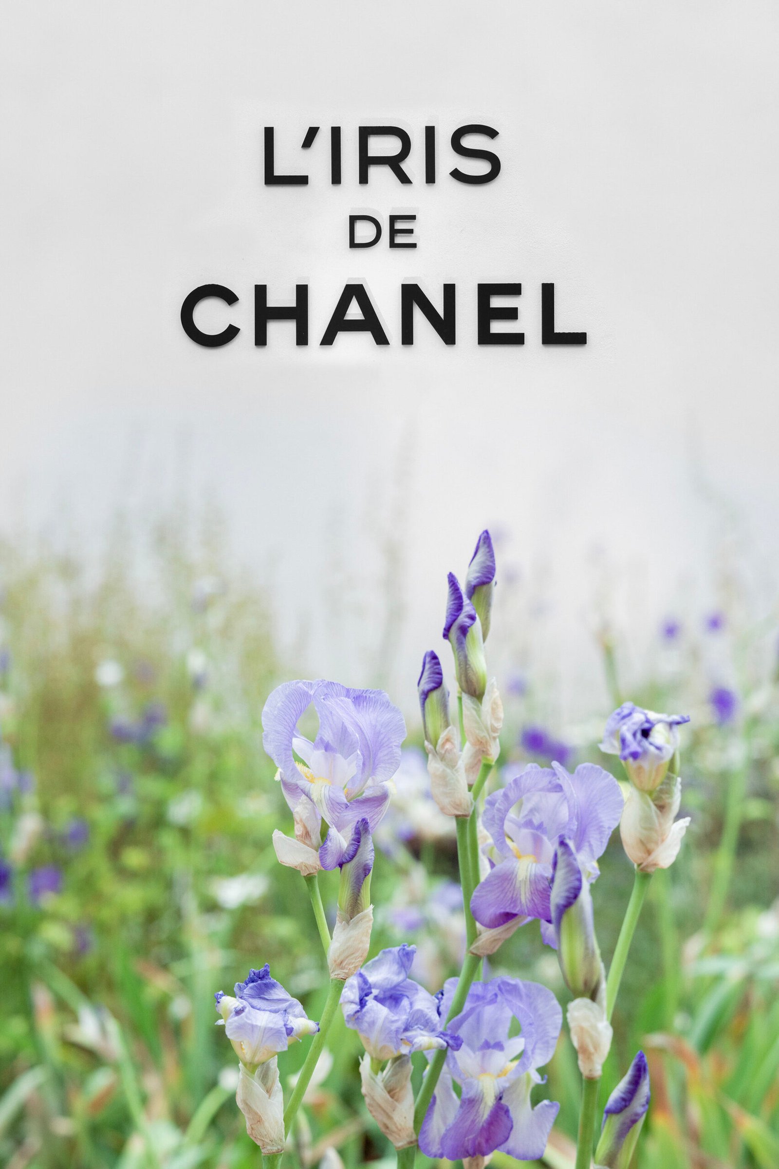 À la découverte de l’Iris Pallida : De la fleur au parfum Chanel